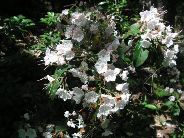 Mountain Laurel